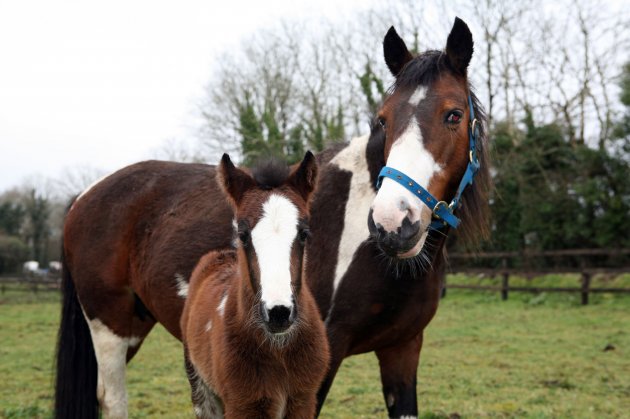 ISPCA foal and mother
