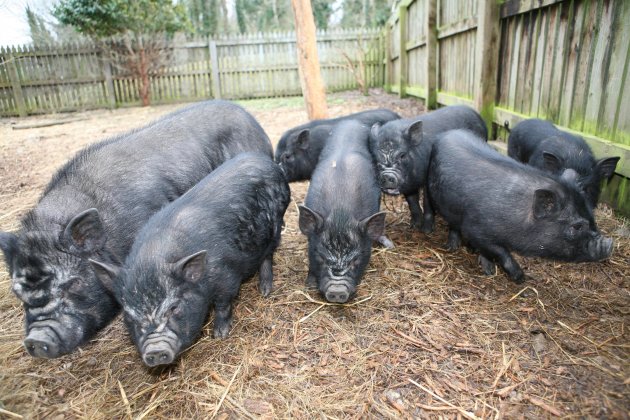 ISPCA pigs
