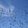 Pigeon v Plane: The costly battle to keep the airspace bird-free 